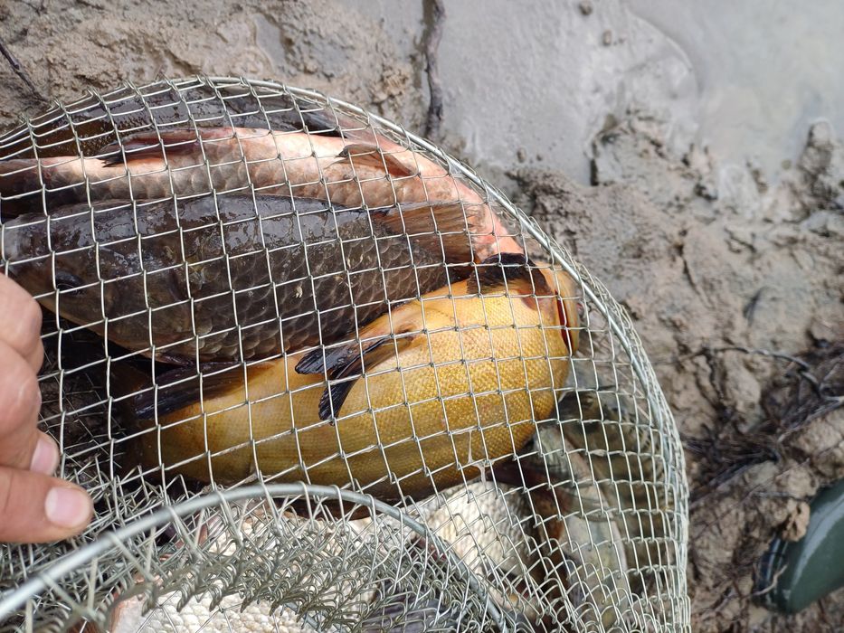 Свежая Речная Рыба