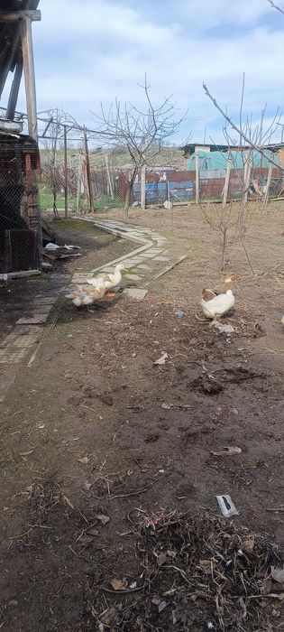 Патица. И. Патър