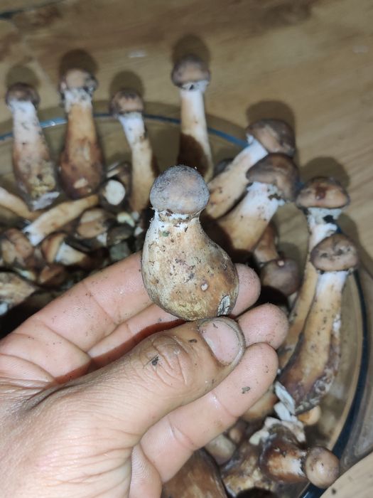 Vând ghebe mici 25 lei kg