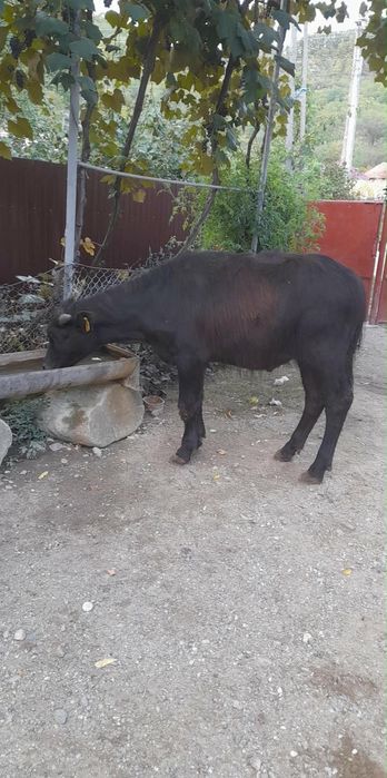 Vând viței de bivol!!