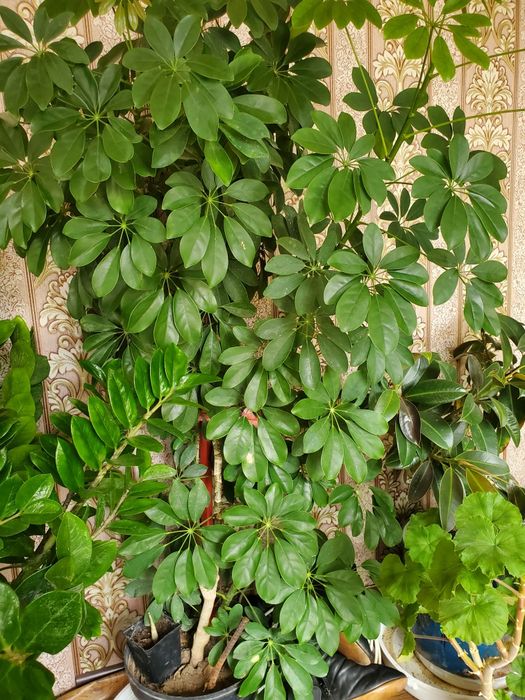 Домашние  цветы многа видов