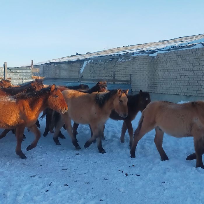 Жеребята 300тыс доставка