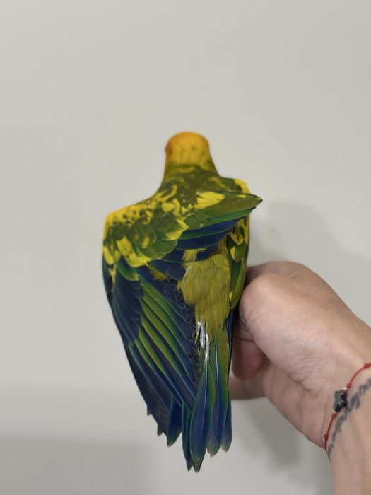 Ръчно хранена Слънчева Аратинга