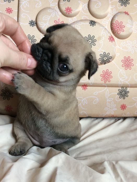 Чудесные мопсики