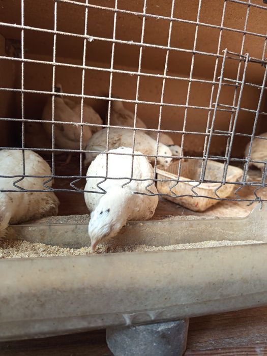 Продам срочно перепёлки