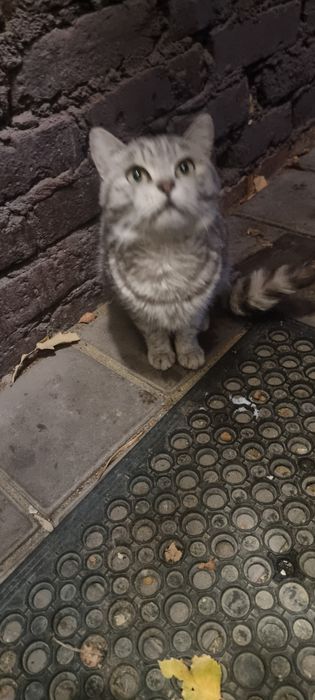 Отдам в добрые руки