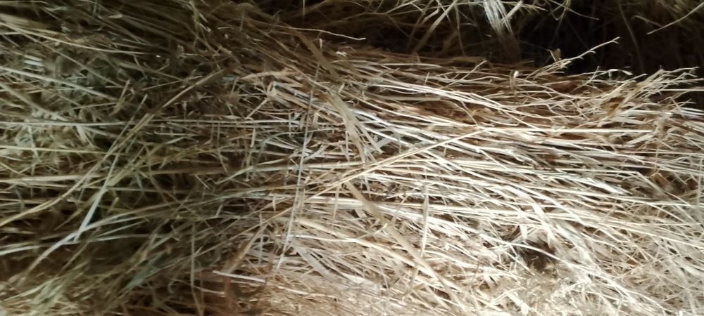 Dagʻal xashak chorva mollari uchun xas !