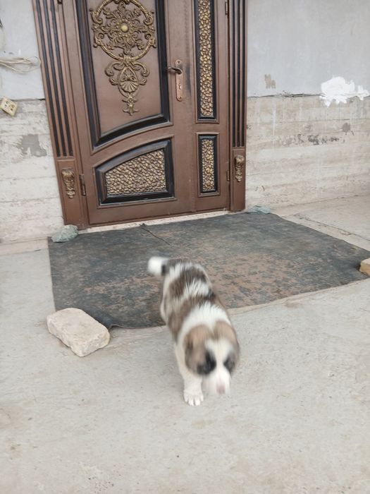 хорошоя собака и здоровие