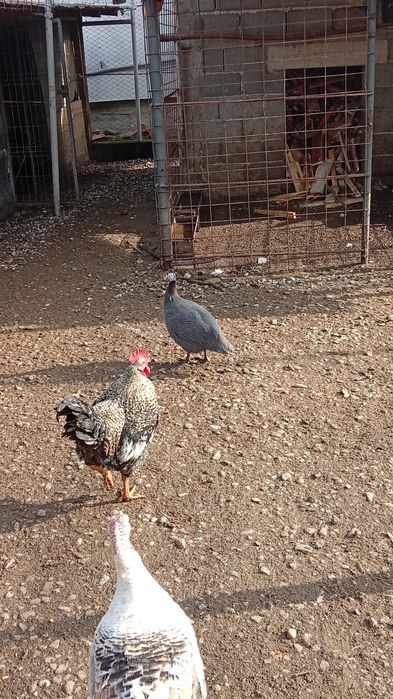 O pereche de pitici, iepuri, bibilici