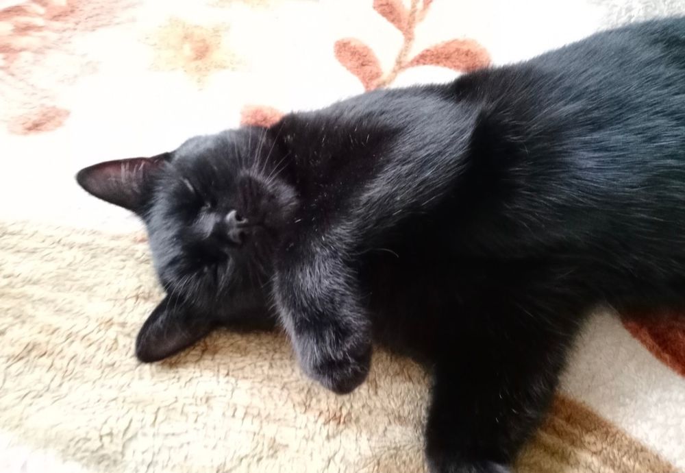 ПРОПАЛ КОТ в районе Кольди - Мерея