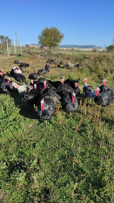 Curcani și curci, crescuți bio