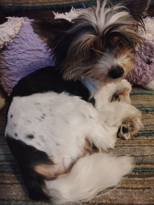 Прекрасен Бивер Йоркширски териер – търси нов дом