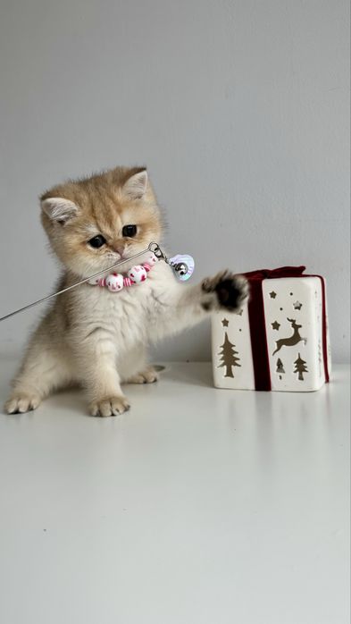 Fetita British Shorthair Chinchilla Gold - Certificat Pedigree