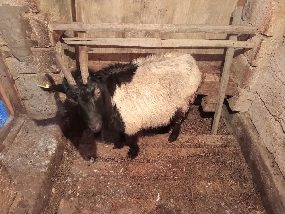 Ешкі серкешік теке текешік