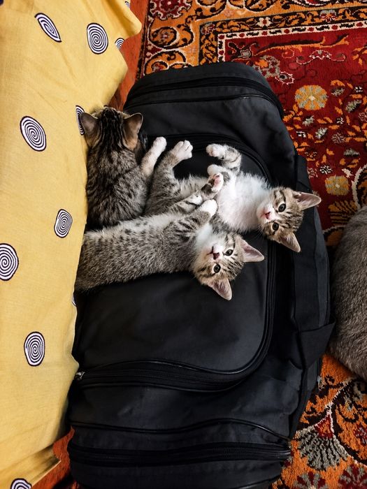 Отдам в хорошие руки