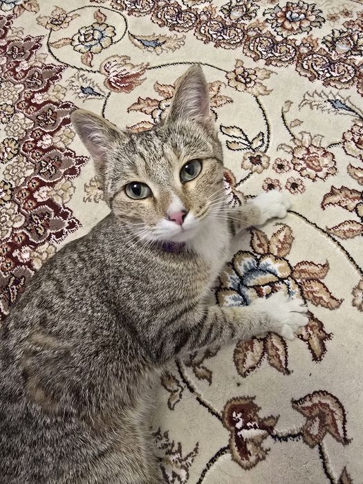 Срочно! Отдам в самые добрые руки ласковую кошечку (бесплатно).