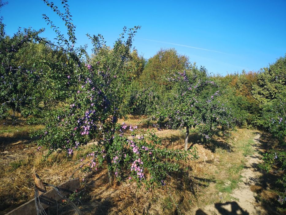 Prune de vânzare, zona Botesti Arges
