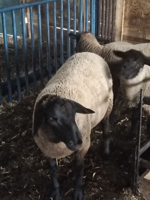 Suffolk miele și berbec