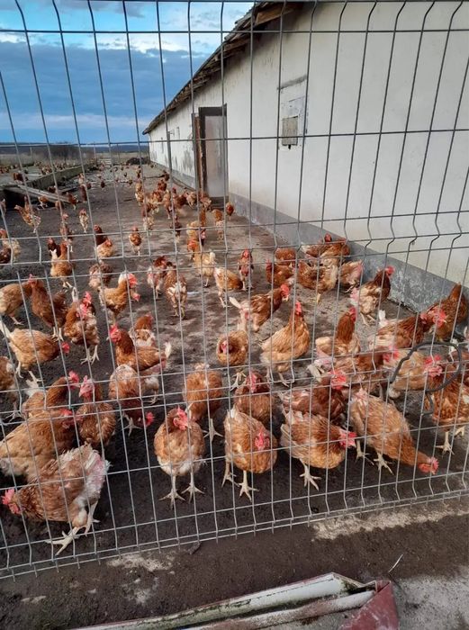 Găini ouătoare Issa Brown