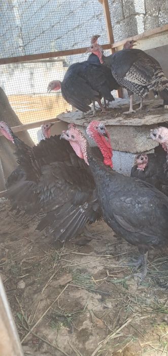 hashaki kurka sotiladi 2 ta horoz 1 yilik