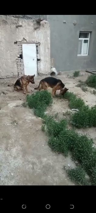 Немецкий овчарка нокисте