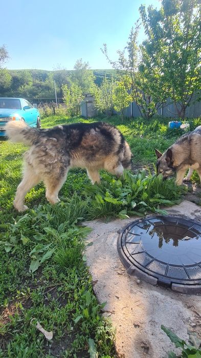 Аляскинский Маламут