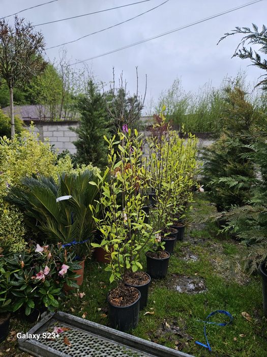 Magnolie tufa, de mai multe dimensiuni