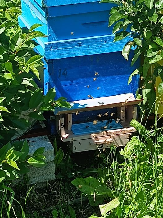 Familii de albine de vanzare