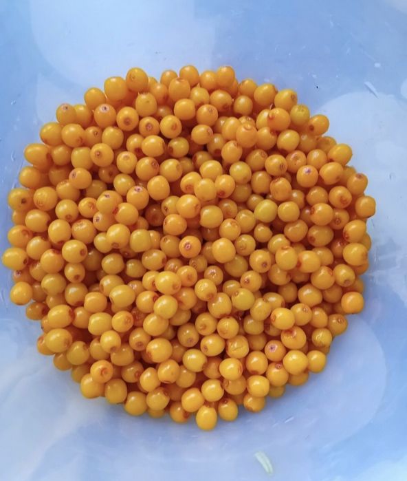 Облепиха Облепиха