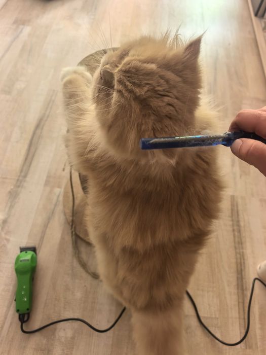 Две мъжки котенца персийско-ангорски