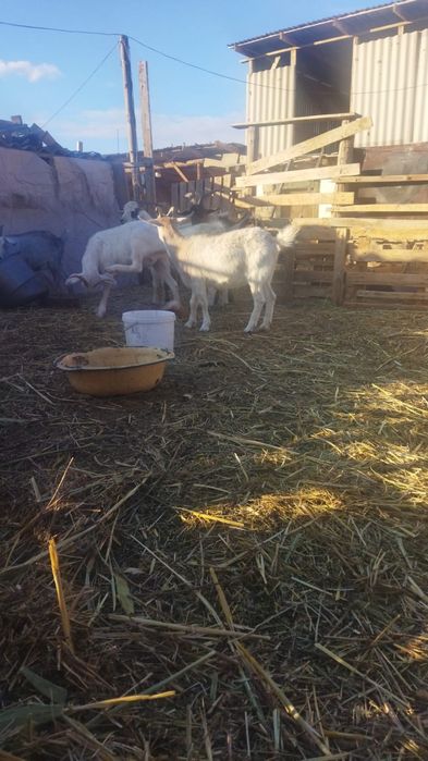 Ешкилер сатылады