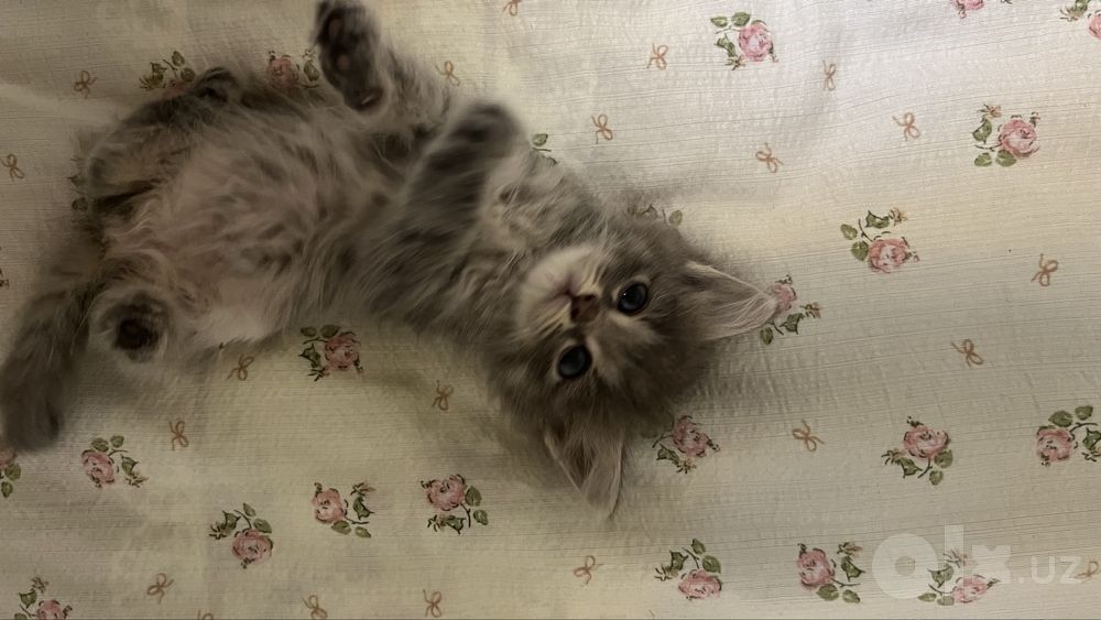 Продается котенок