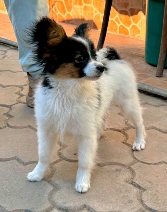 Papillon cățeluș mascul