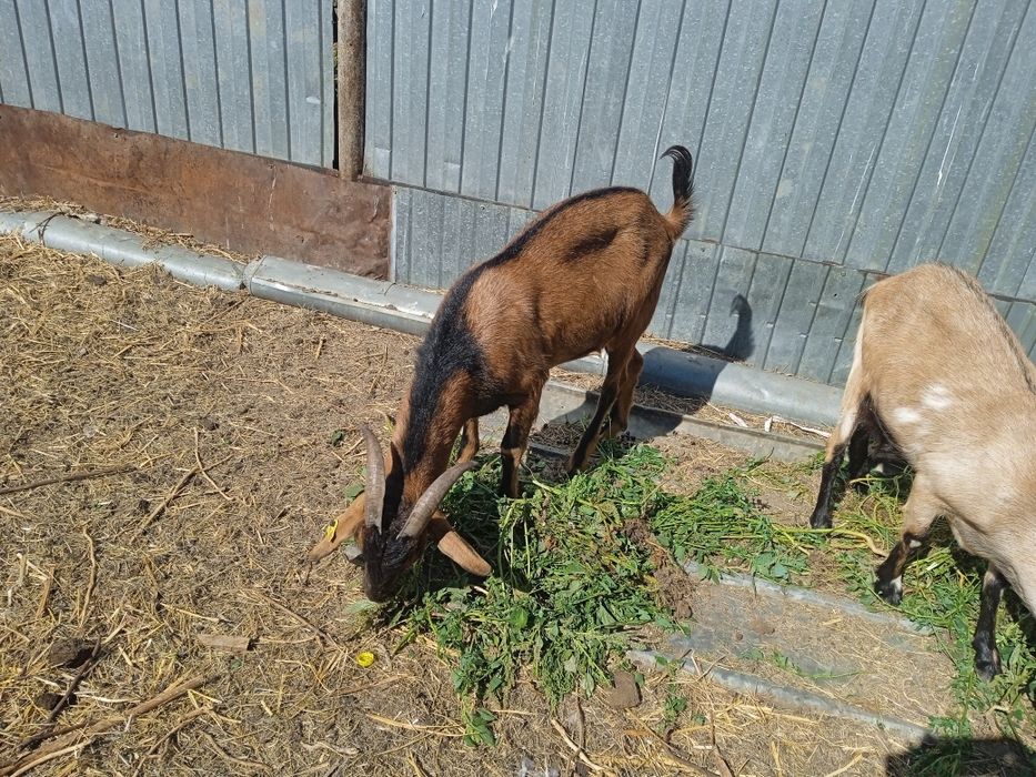 Сутти ешкилер сатам