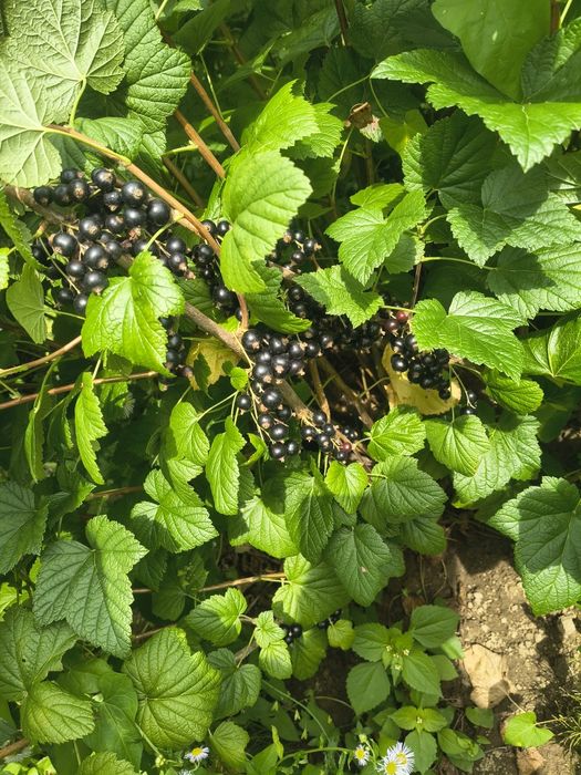 Coacăze bio foarte gustoase culese manual  tocmai bune pentru siropuri sau dulceturi
