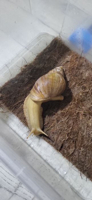 Улитка. Ахатина.