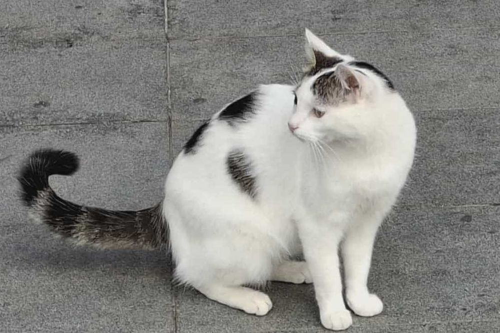 Котка Бела търси дом