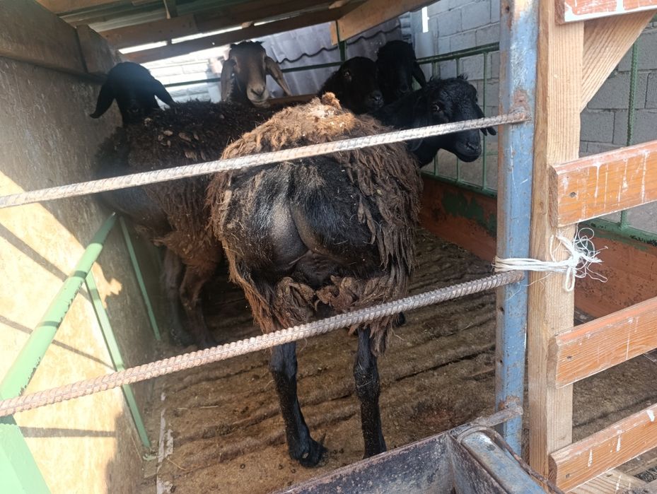 Бараны жирные на откорме