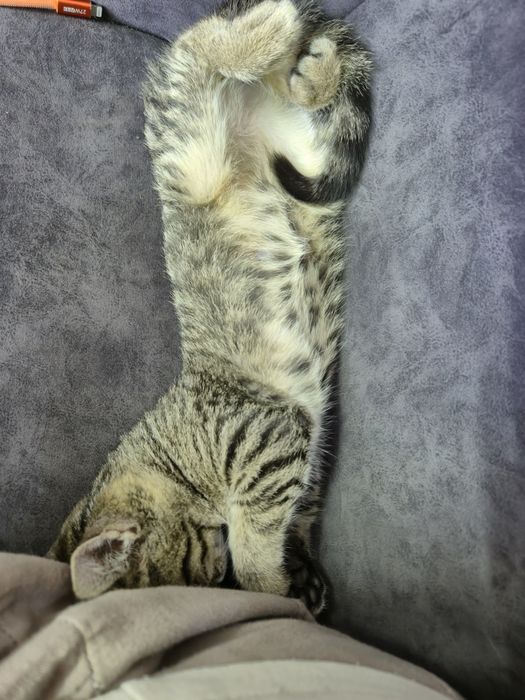 отдадим котёнка в добрые руки