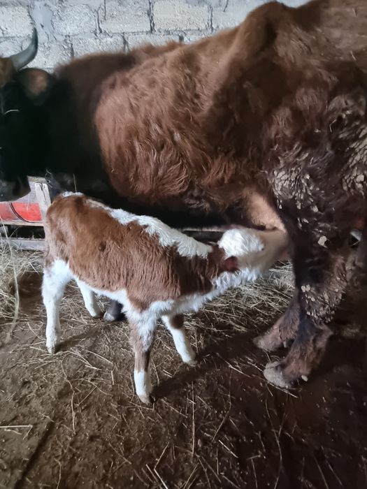 Сиыр бұзауымен сатылады