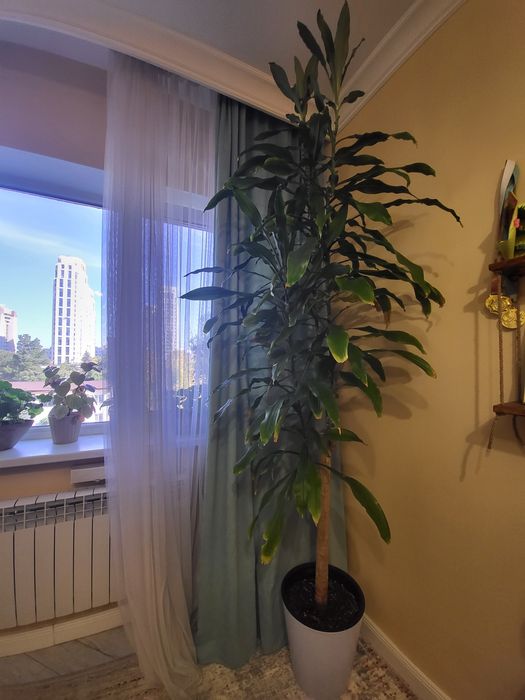 Драцена душистая