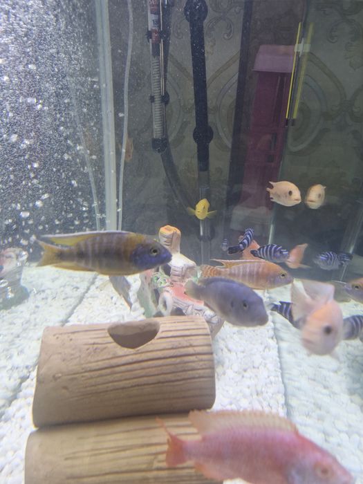 Африканские цихлиды