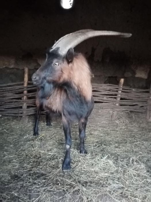 Vând țap de rasa alpin francez