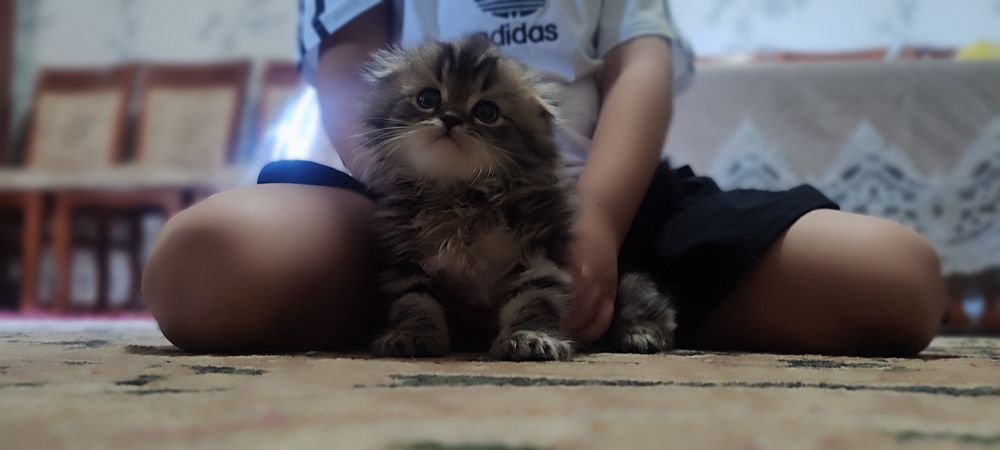Zoti yaxshi mushuk yaxshi qariman dsela olila beraman