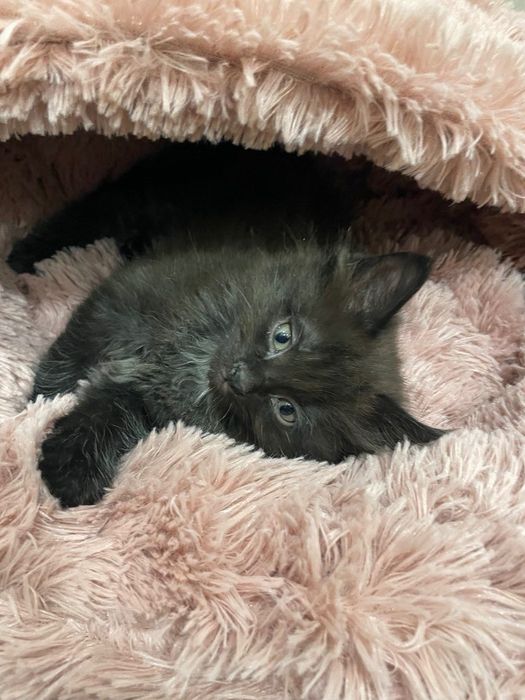 Котята бесплатно