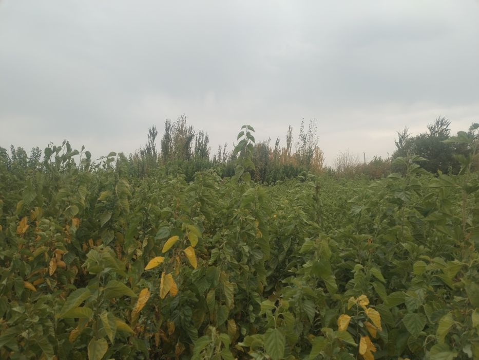 Tut ko'chat va tut urug'i sotiladi