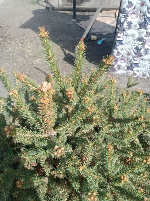 Продам ель, 135 см срочно