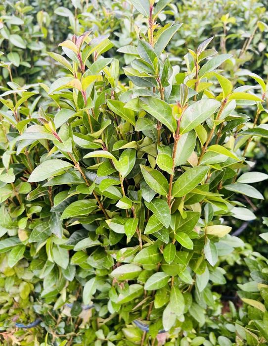 Plante ornamentale premium