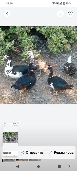 Продам индоутки утки