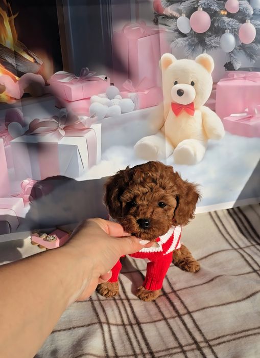 !РЕЗЕРВИРАНО!Пудел мини с родословие - 5 поколения назад